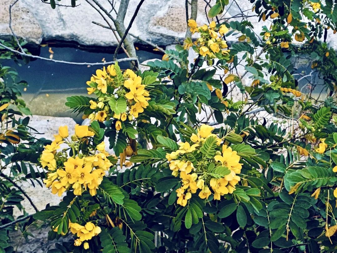 寻芳觅趣正当时,不负春光踏歌行 寻芳觅趣正当时,不负春光踏歌行